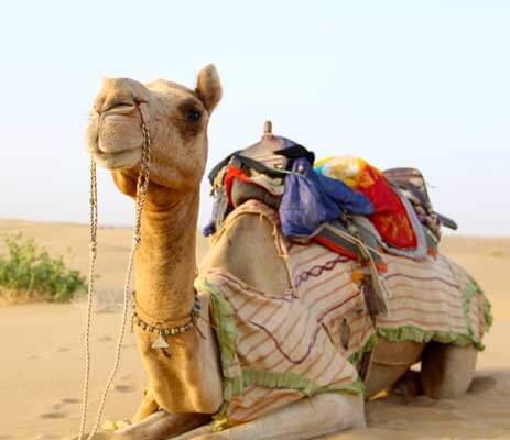 Camel safai